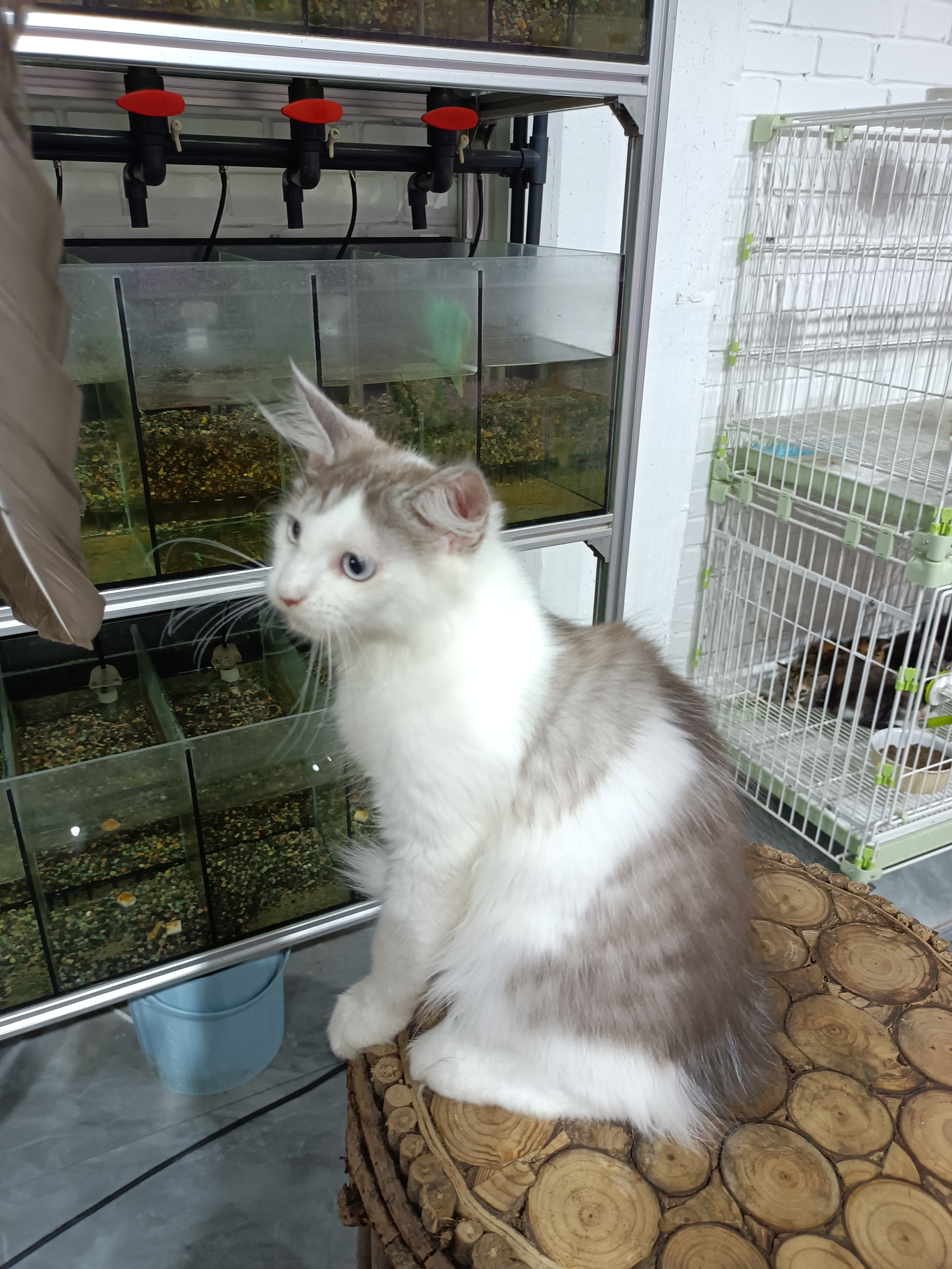 双蓝眼银白缅因猫